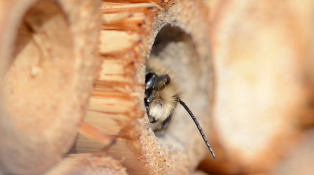 Pathwaystepactivity: How To Make Bee Hotel
